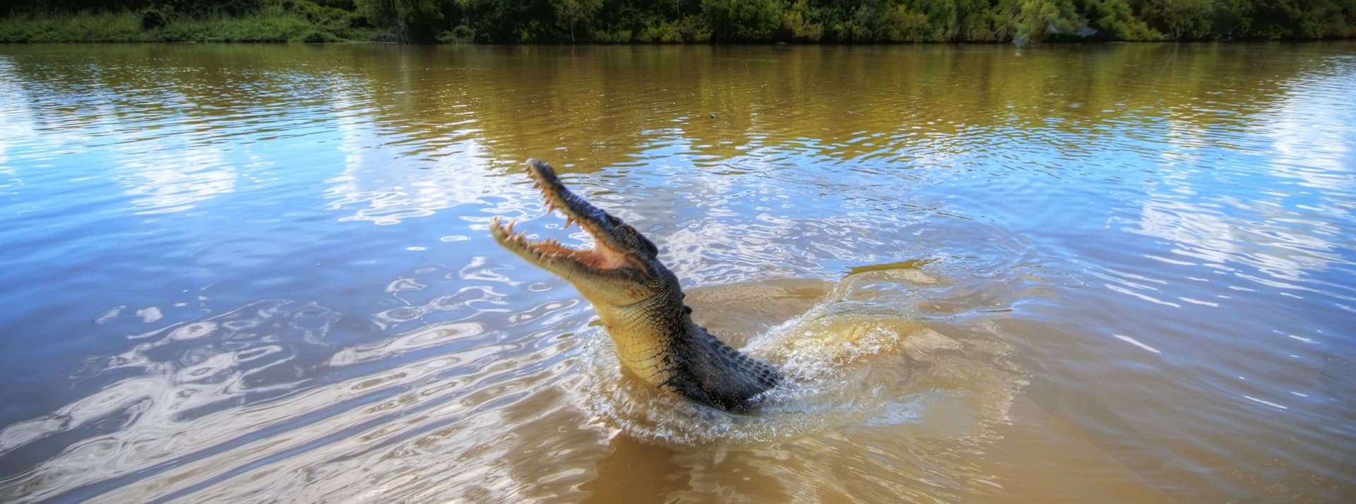 Adelaide River Jumping Crocs Cruise from Darwin - main image